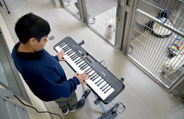 Yuvi Agarwal, the founder of Wild Tunes, which aims to soothe stressed shelter animals with live music, plays the keyboard at the Denver Animal Shelter, on Friday, May 30, 2025. (AP Photo/Thomas Peipert)