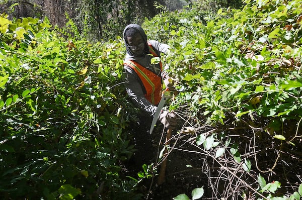 Yusuf Shabazz aka "the Kudzu King" of Devine GA, clears up decades of kudzu and ivy choking the site of Hollywood Cemetery, Friday, Oct. 24, 2025. (Hyosub Shin/AJC)