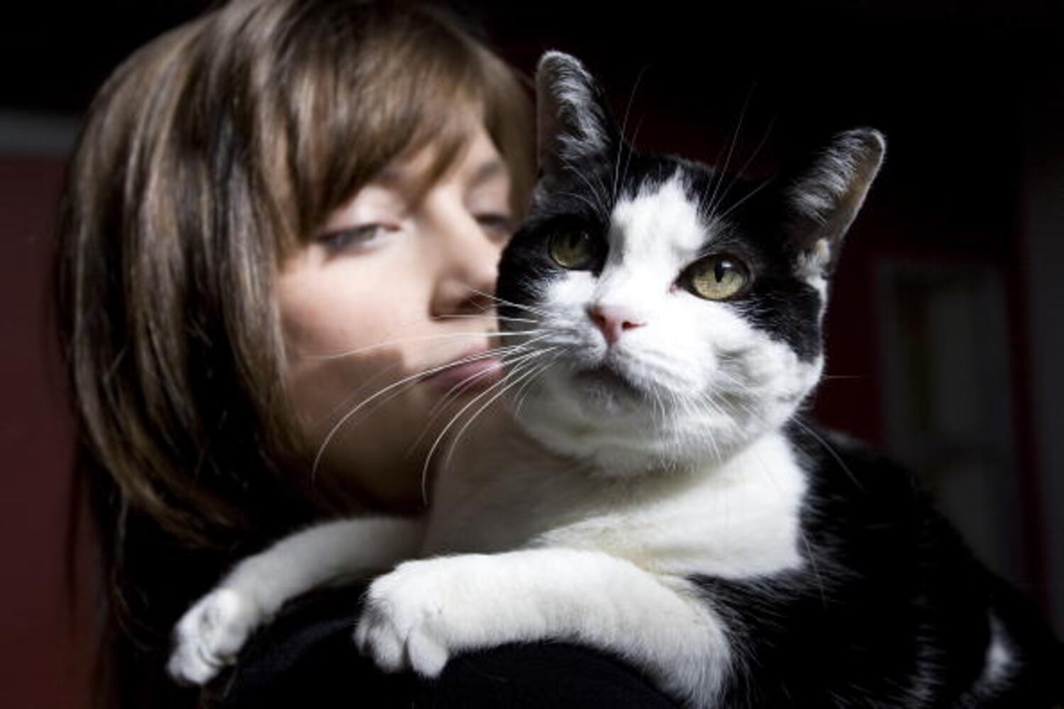 National Cat Day