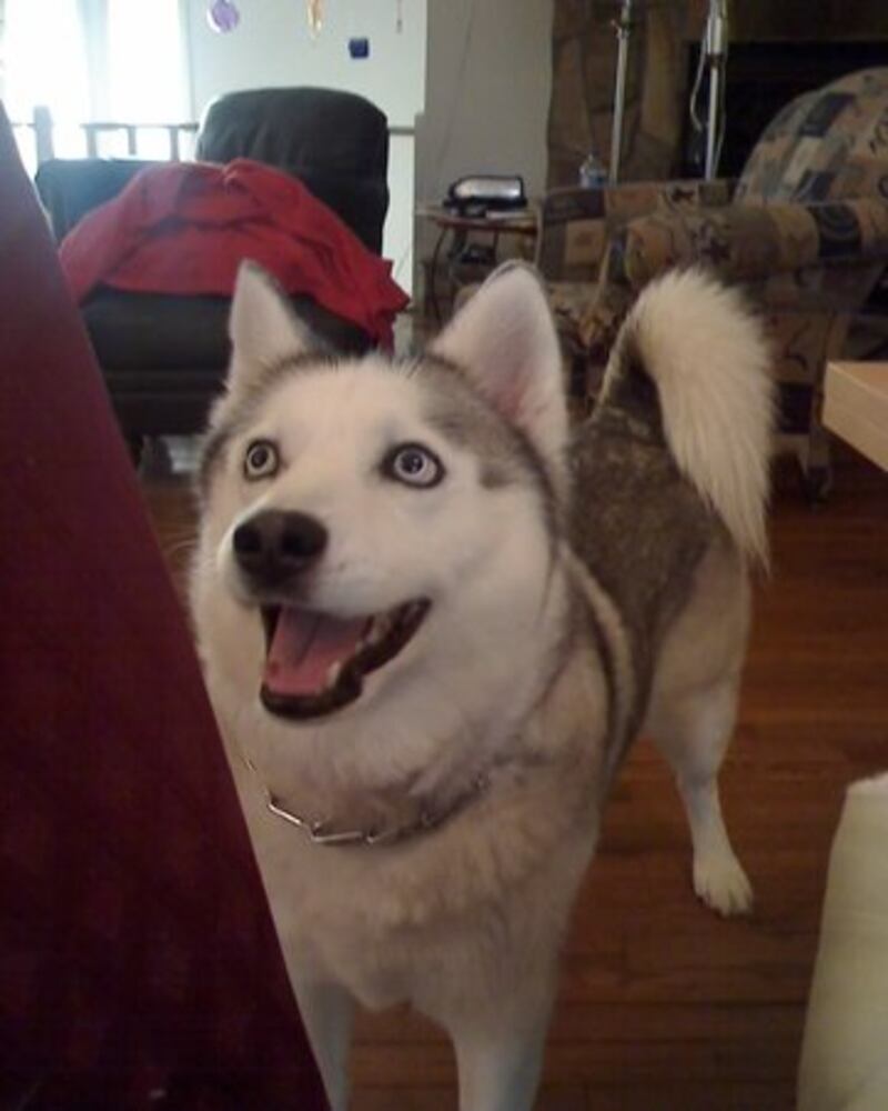 Happy Monday! Atlanta's Smiling Pets