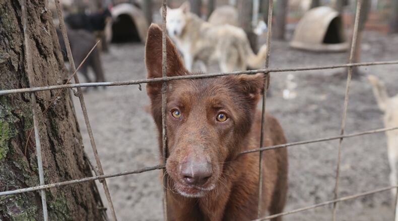 More than 165 neglected dogs were rescued from a Candler County property. (Photo: Atlanta Humane Society.)