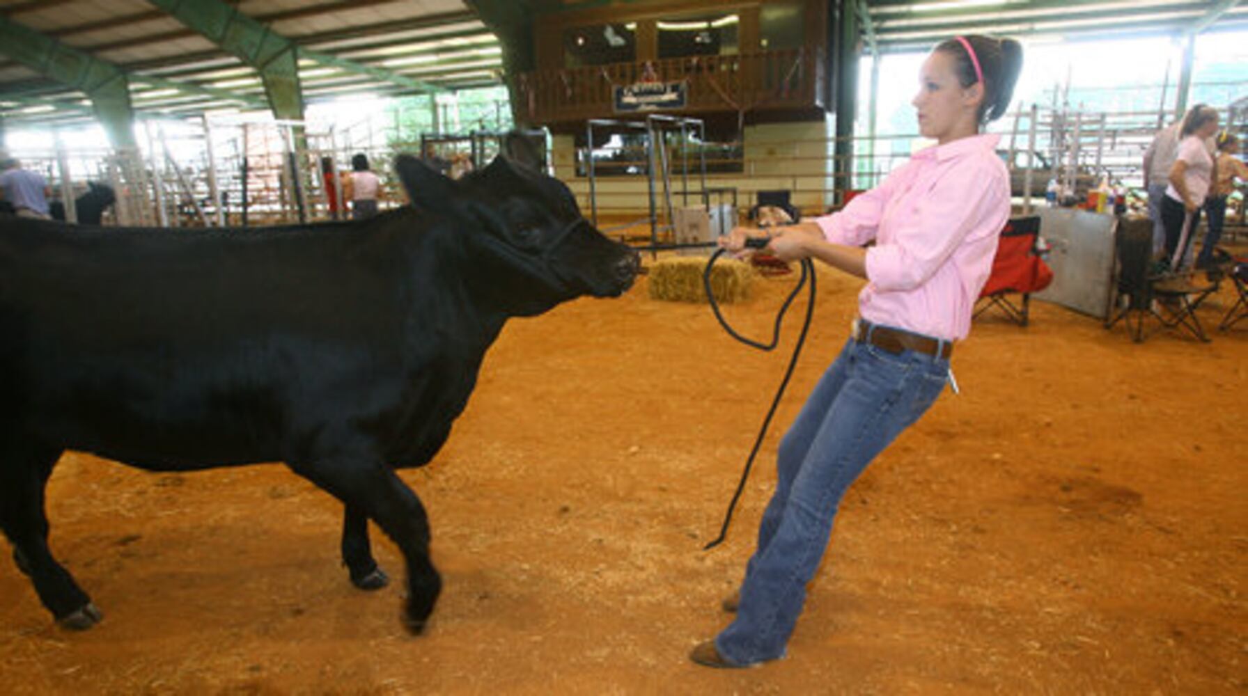 Teen shows heifer at Gwinnett County Fair