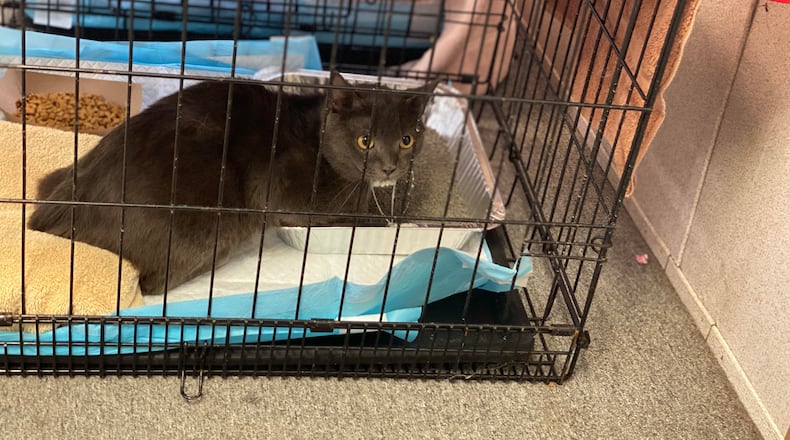 A cat rescued from a Sandy Springs condo. Sandy Springs Police found 59 cats living in unsanitary conditions in a local condo Wednesday. Many were sick and another 15 were discovered dead in the owners' freezer. Courtesy LifeLine Animal Project