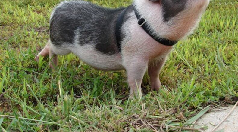 Photo supplied by the City of Brookhaven.