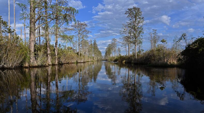 Georgia’s Okefenokee National Wildlife Refuge is home to the largest intact blackwater swamp in North America. (Hyosub Shin/AJC 2024)