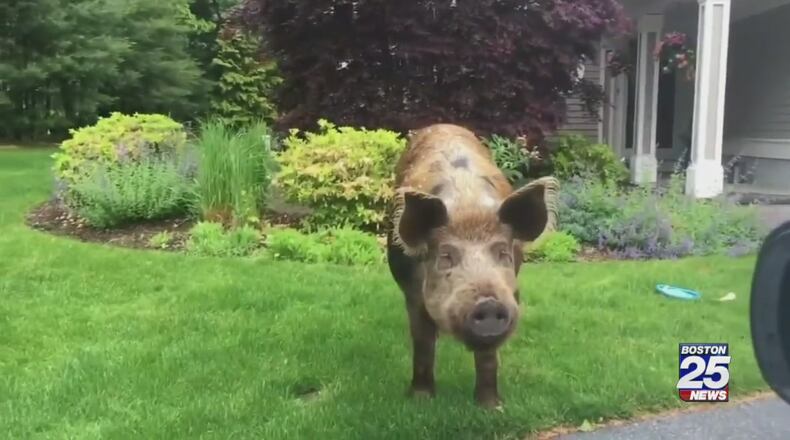 Bruno the pig.