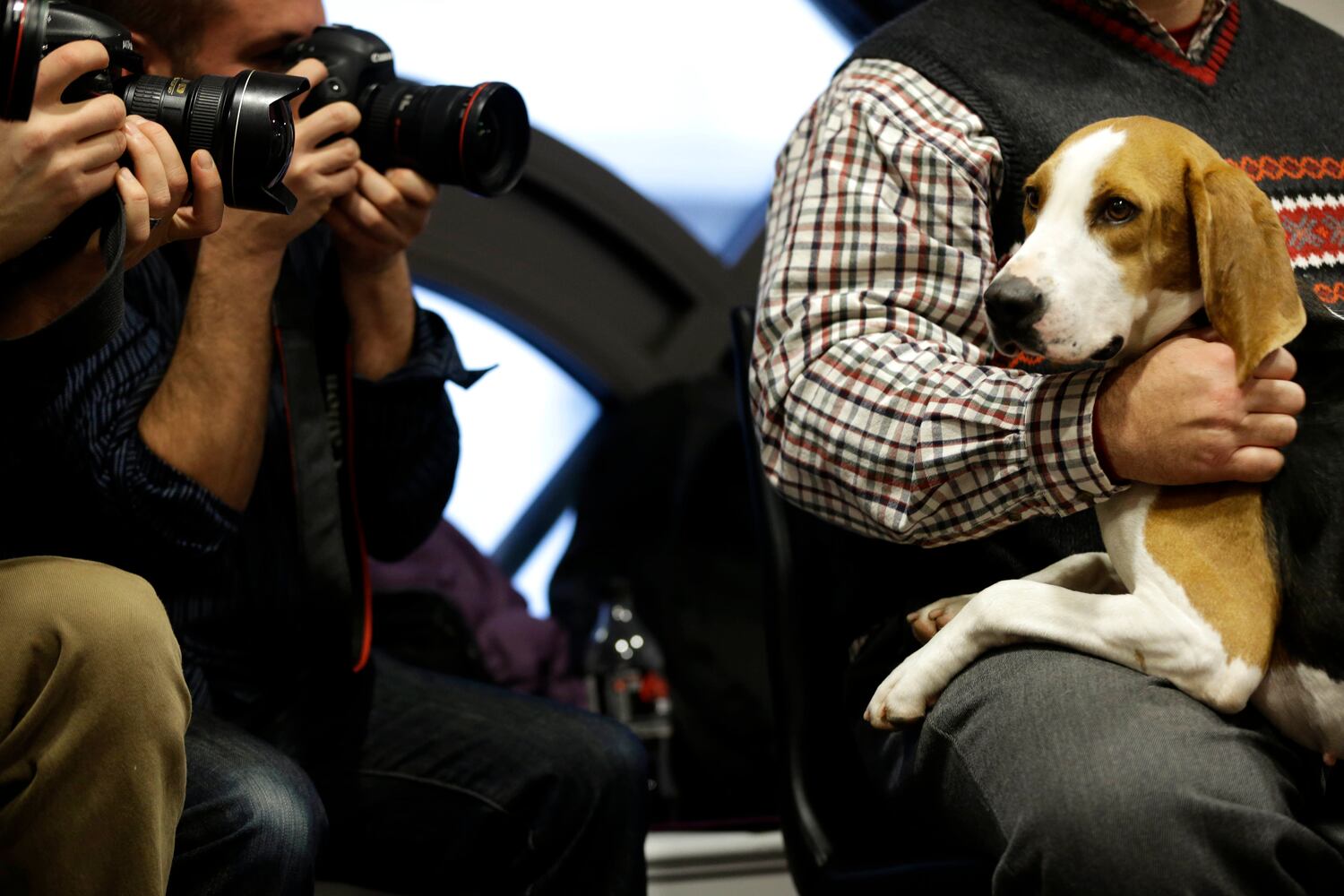137th Westminster Dog Show