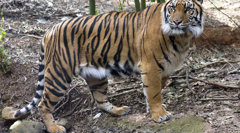 Zoo Atlanta has experienced a $7.6 million shortfall due to the coronavirus shutdown, resulting in layoffs and furloughs. The virus also threatens big cats, including Chelsea, a Sumatran tiger. CONTRIBUTED: ZOO ATLANTA
