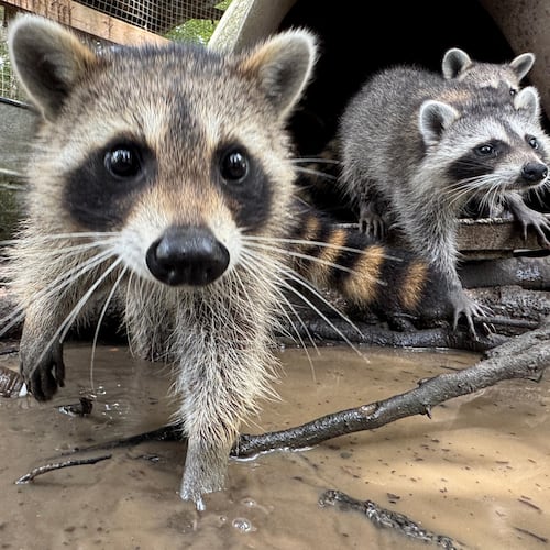 A raccoon kit digs through water and mud at Woodside Wildlife Rescue in Pass Christian, Miss. on Sept. 1, 2026. (AP Photo/Sophie Bates)