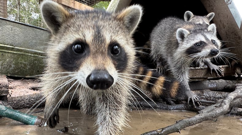 A raccoon kit digs through water and mud at Woodside Wildlife Rescue in Pass Christian, Miss. on Sept. 1, 2026. (AP Photo/Sophie Bates)