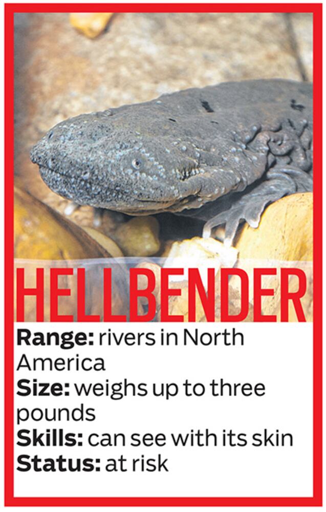 Zoo Atlanta's new reptiles