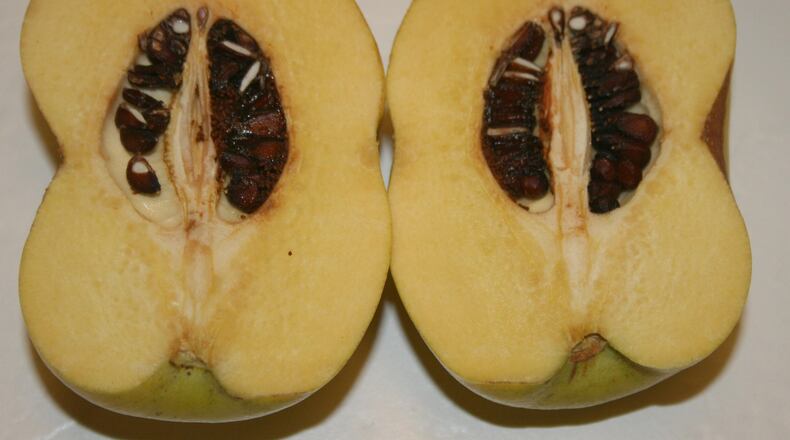 Though quince flesh is rock-hard and sour initially, when boiled in sugar water it is quite tasty. CONTRIBUTED BY WALTER REEVES