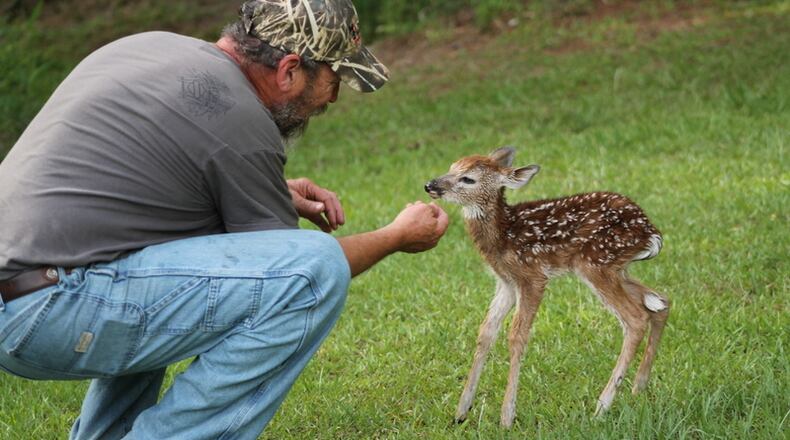 Morse could hear the mother deer calling for its newborn from the woods. He walked the fawn from the lake to the edge of the woods and left her there hoping that, in his absence, the mother deer would come out for it.