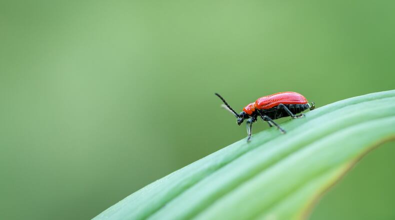 Left unchecked, scarlet lily beetles will devour entire plants. (Dreamstime)