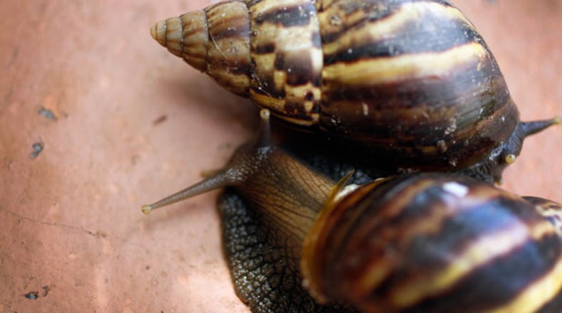 Giant African snails are seen during a 2011 announcement by the Florida Department of Agriculture and Consumer Services that they positively identified a population of the invasive species