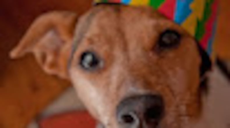 Go to the dogs in a good way — and raise money for a good cause — at Sunday’s Camp Bow Wow Anniversary “Paw-ty” in Lawrenceville. Photo by PhyreWorX/Flickr