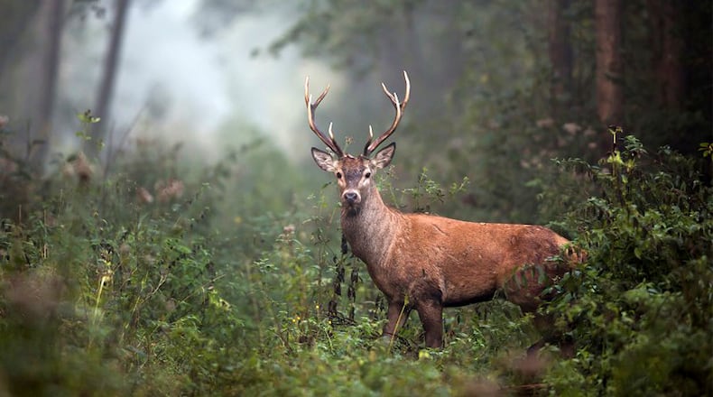The Buford Dam Deer Hunt, Nov. 13-15 at Lake Lanier, will close several parks along Laurel Ridge Trail, the U.S. Army Corps of Engineers announced. AJC FILE