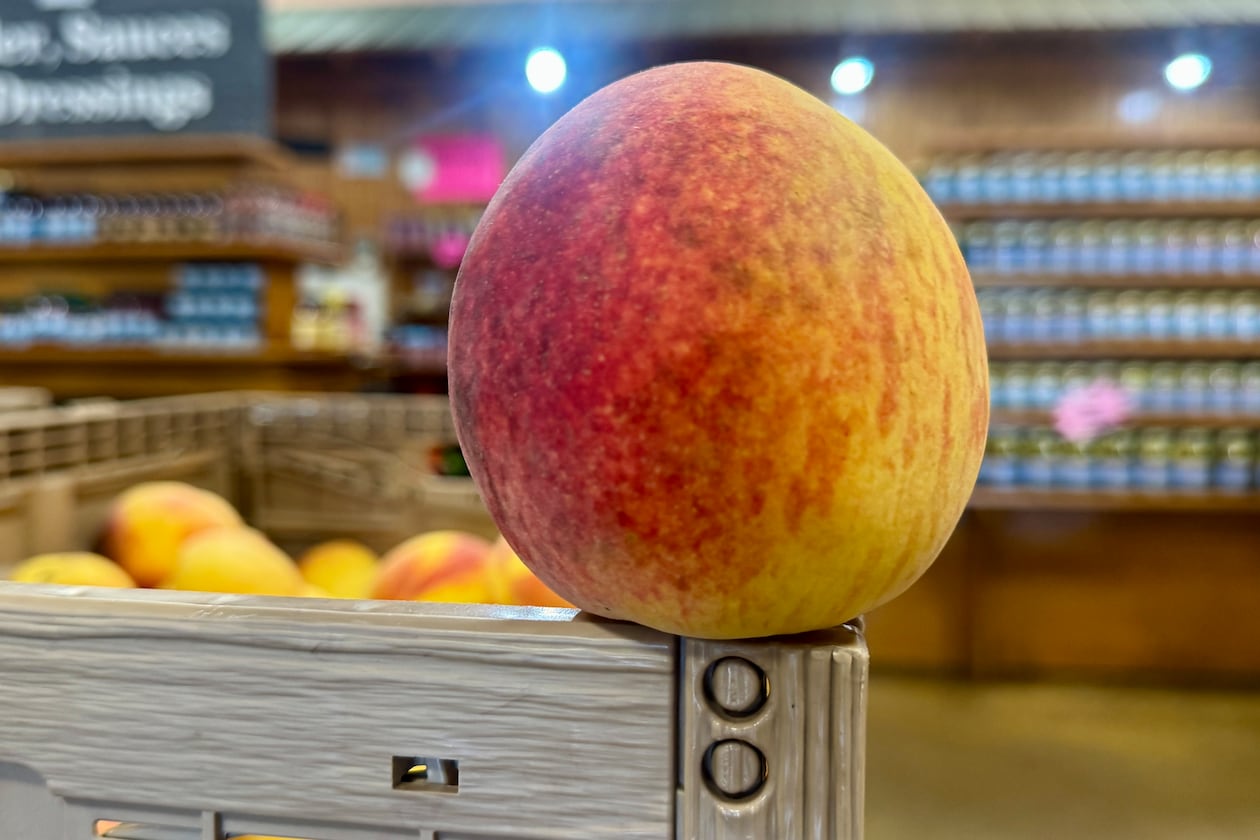 Picking out the perfect peach like this one at Lane Southern Orchards' market in Peach County is part art, part luck of the draw. (Joe Kovac Jr./AJC)