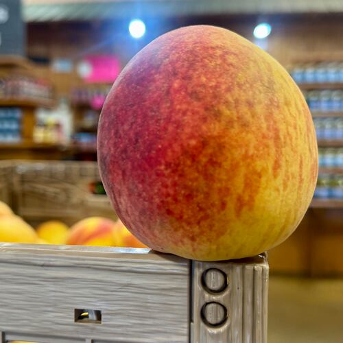 Picking out the perfect peach like this one at Lane Southern Orchards' market in Peach County is part art, part luck of the draw. (Joe Kovac Jr./AJC)