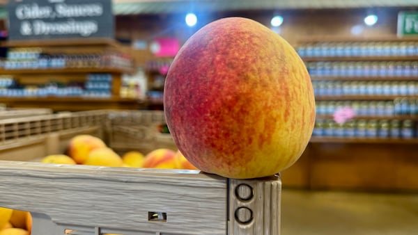 Picking out the perfect peach like this one at Lane Southern Orchards' market in Peach County is part art, part luck of the draw. (Joe Kovac Jr./AJC)