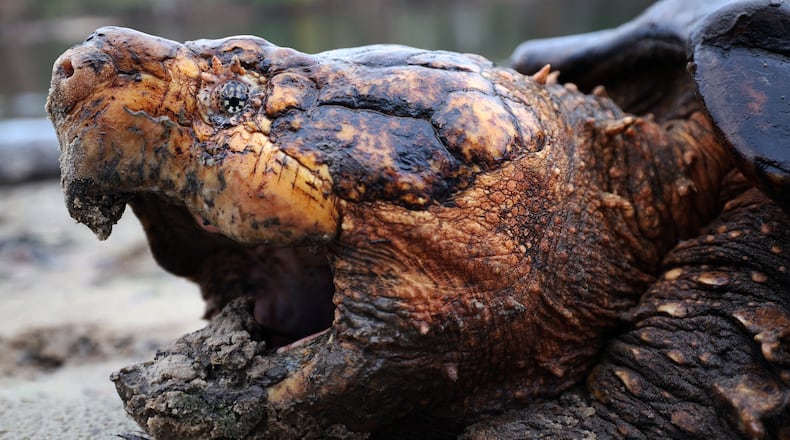 A large male Suwannee alligator snapping turtle awaits being weighed, measured and tagged before being returned to the tannin-black waters of the Suwannee River in Florida. Photo courtesy of Florida Fish and Wildlife Conservation Commission.