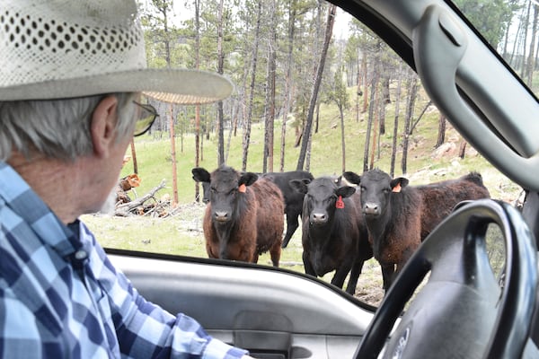 Pat Thiele checks on his cattle as he drives a truck through his land in the Bull Mountains, on May 21, 2025, near Roundup, Montana. (AP Photo/Matthew Brown)