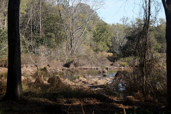 A view of the wetlands at Legacy Park on Friday, Dec. 12, 2025. (Jason Getz / AJC)