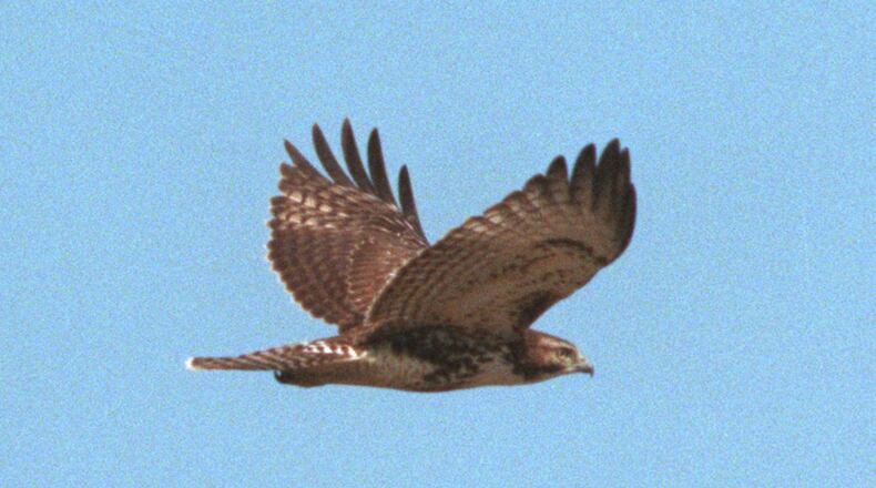 A red-shouldered hawk seen flying over a field in Newton County. The number of hawks in metro Atlanta has increased. (AJC file photo)