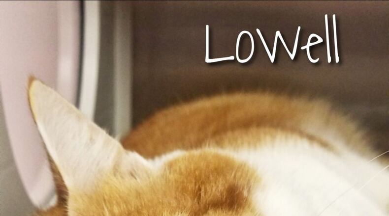 A program to allow humane groups to neuter and vaccinate homeless cats will help reduce the number of animals who end up in the Fayette County Animal Shelter. Courtesy Fayette County