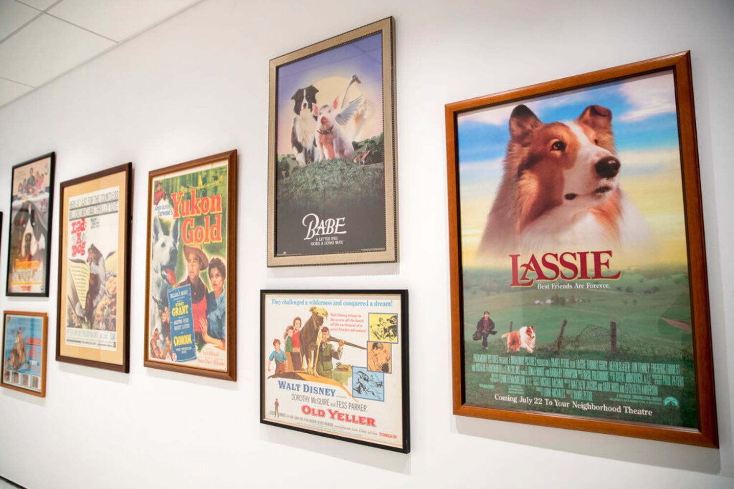 american kennel club museum of the dog