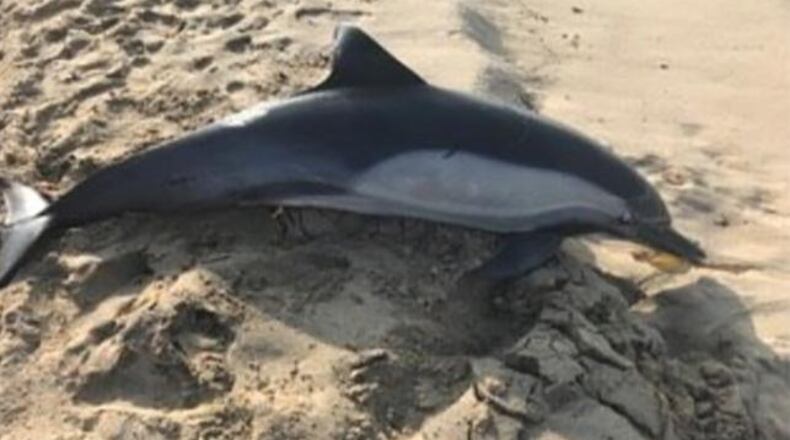 A dead dolphin that washed up on Manhattan Beach, California, was shot, officials said.