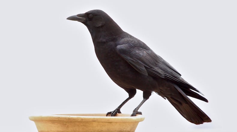 The cawing of the American crow is one of the most familiar sounds of nature in fall and winter. For many people, it is a welcome sound in the otherwise quiet of winter. (Courtesy of BKleinWiki/Creative Commons)
