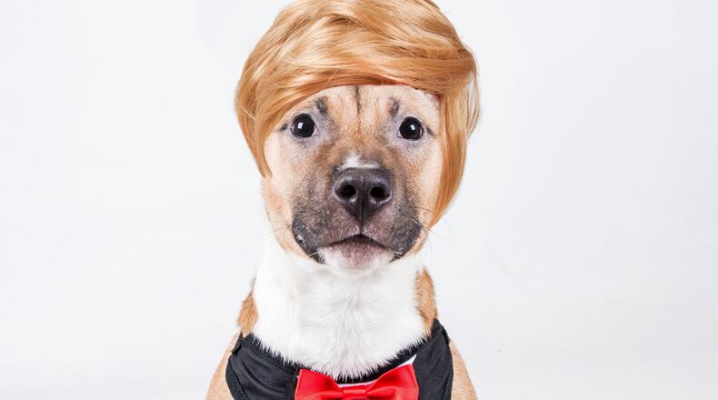 LifeLine Animal Project dressed up this pooch like Donald Trump, and another one like Hillary Clinton as part of a promotion to waive adoption fees on election day.
photo provided by LifeLine Animal Project