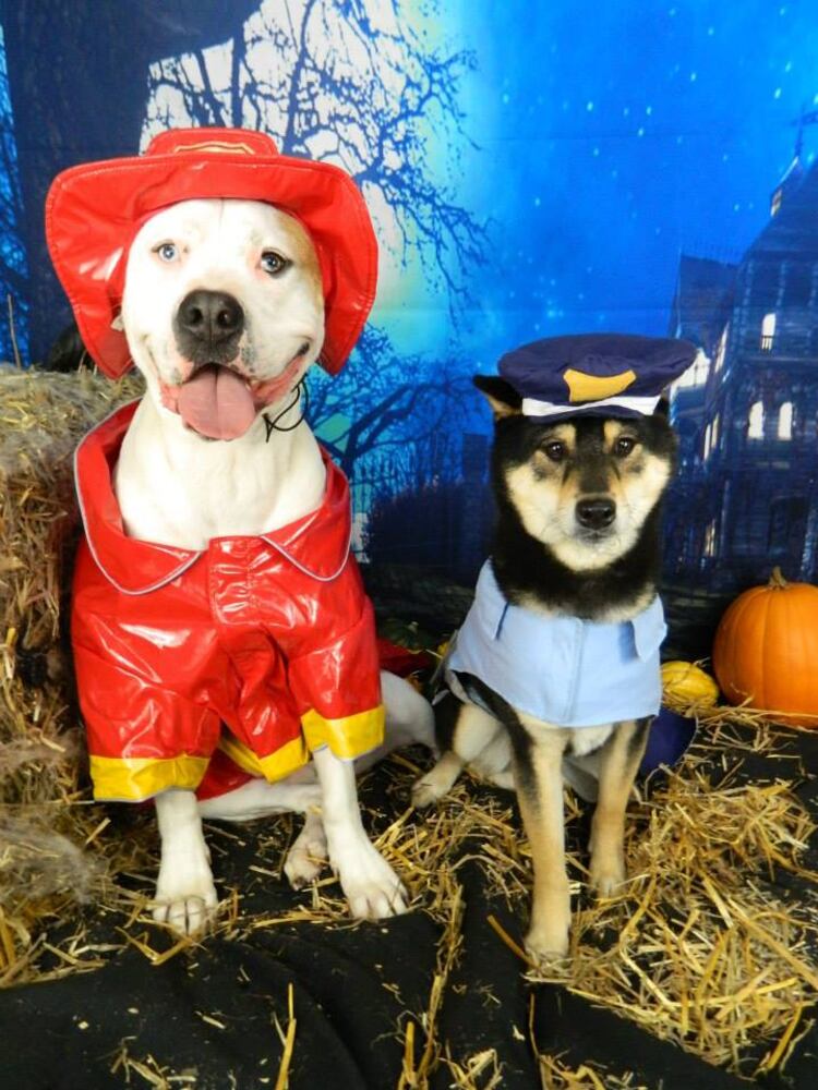 Maverick and Tyson