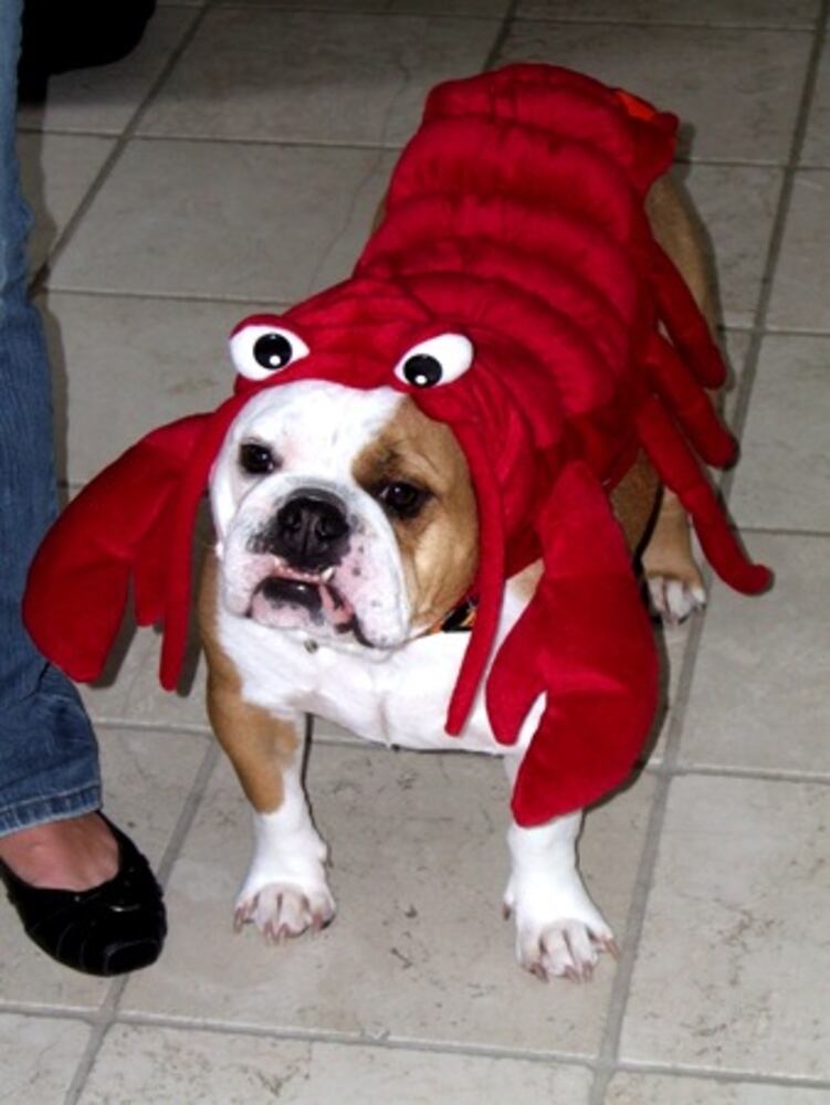 Costumes for pets: Cute or creepy?