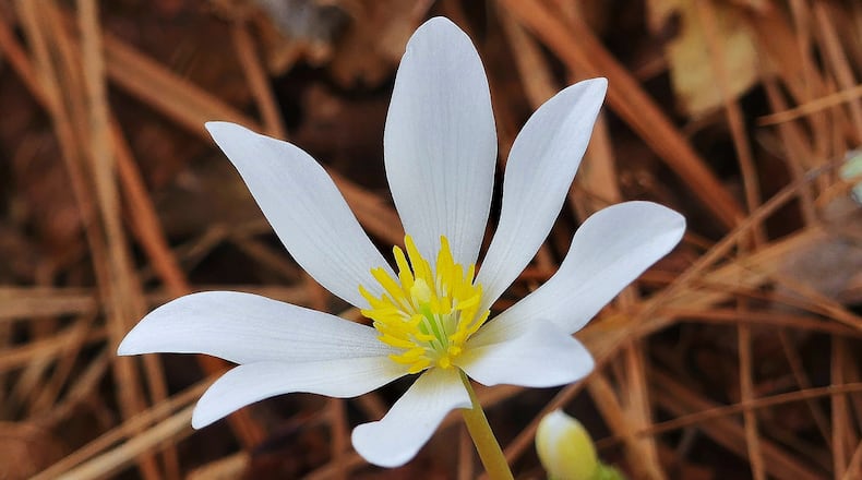 The bloodroot, which blooms in February, is one of Georgia's most admired early wildflowers. (Charles Seabrook for The Atlanta Journal-Constitution)