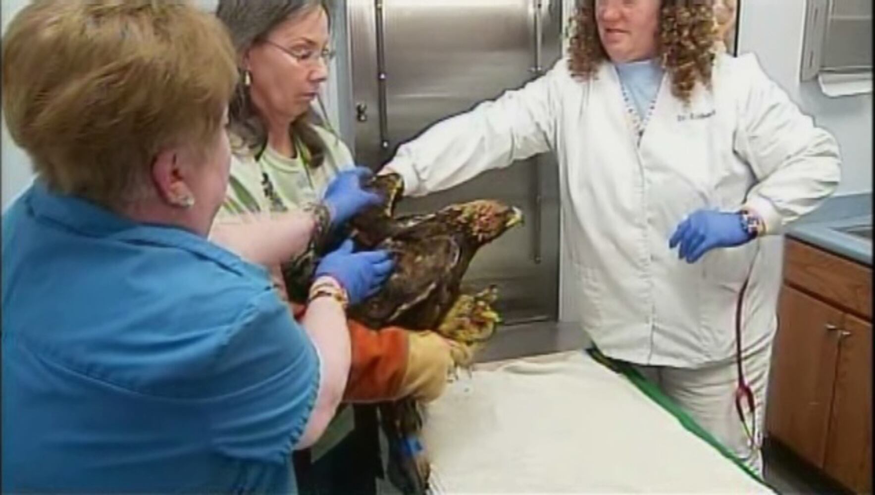 Rescued Golden Eagle