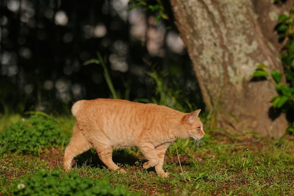 A stray bobtail cat rests at a park in Nagasaki, southern Japan, on April 26, 2025. (AP Photo/Eugene Hoshiko)