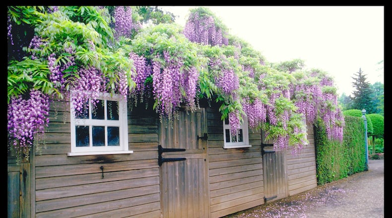 Nothing beats a big wisteria in full bloom to catch the eye in a large rural garden. (Maureen Gilmer/TNS)