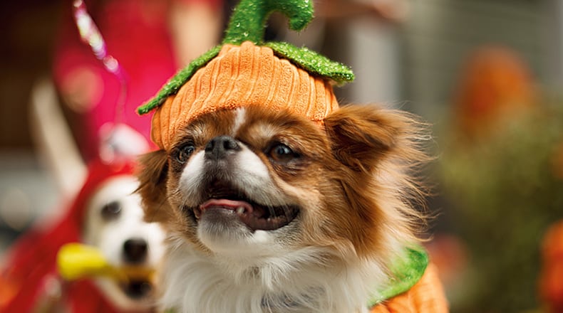 Unleashed by Petco's corduroy pumpkin costume has a jack-o-lantern motif that covers most of your pet's body.
