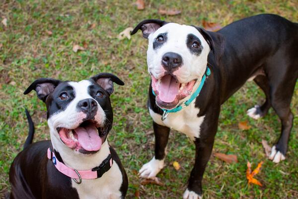 Wimba (left) and Morgan would love to find their forever home together.