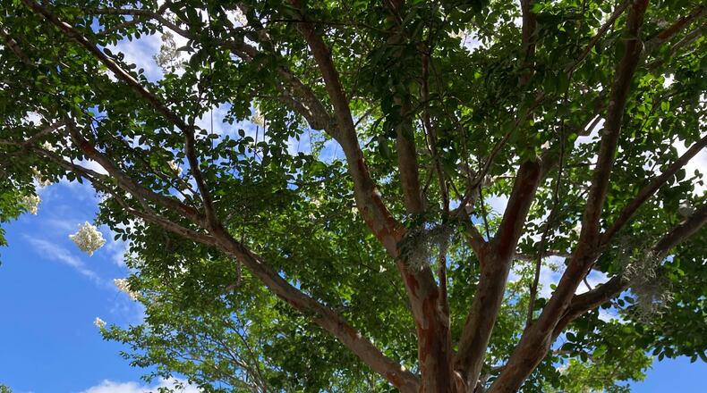 The Savannah Tree Foundation has designated trees throughout Chatham County in celebration of 40 years planting trees in the community. Trees like this one are also tagged on a Google map and ready to be found in an interactive, local scavenger hunt.