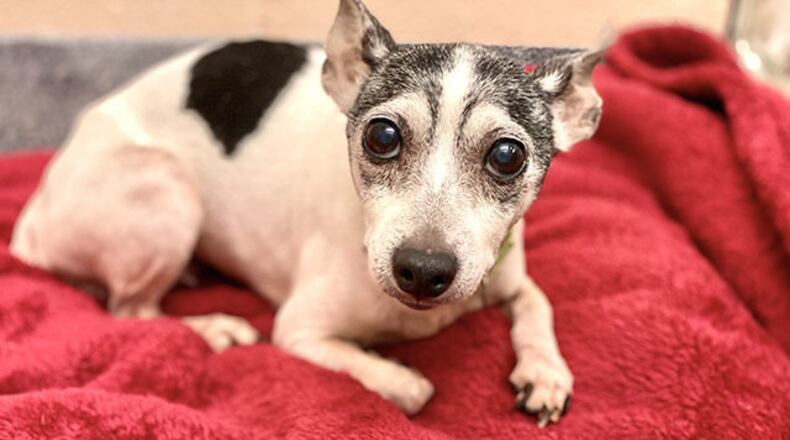 Dutchess, a 14-year-old Fox Terrier, went missing as a puppy on Feb. 28, 2007 (Humane Animal Rescue's North Side Animal Resource Center via WPXI.com)