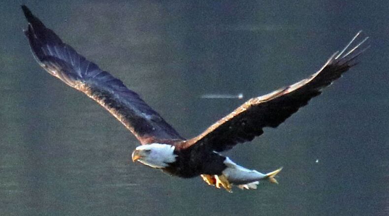 A bald eagle was rescued last month in south Georgia, thanks to an alert motorist.