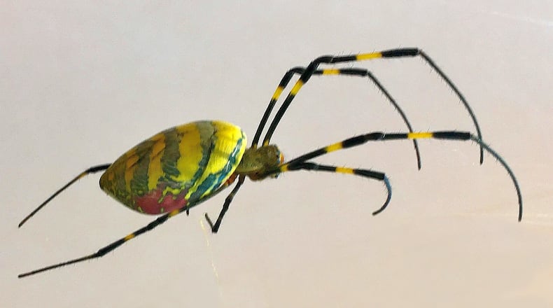 This orbweaving Joro spider was found in Jackson County. A native of Asia, the spider was first discovered in Georgia in 2014. Since then, it has rapidly been spreading in the northern half of the state.
Courtesy of UGA Cooperative Extension Service