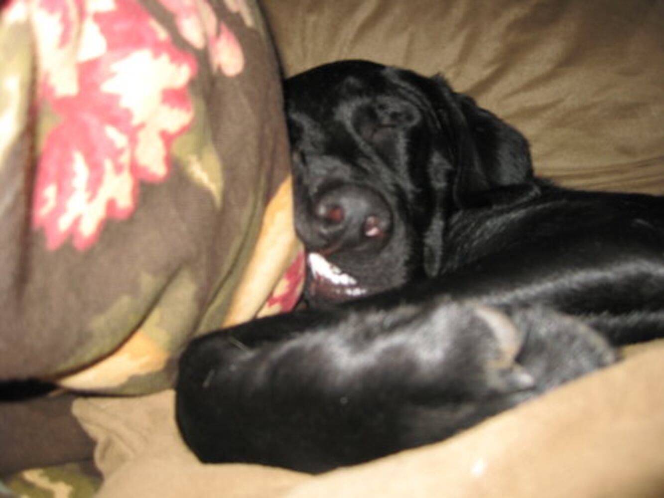 T.G.I.F.: Atlanta's Smiling Pets