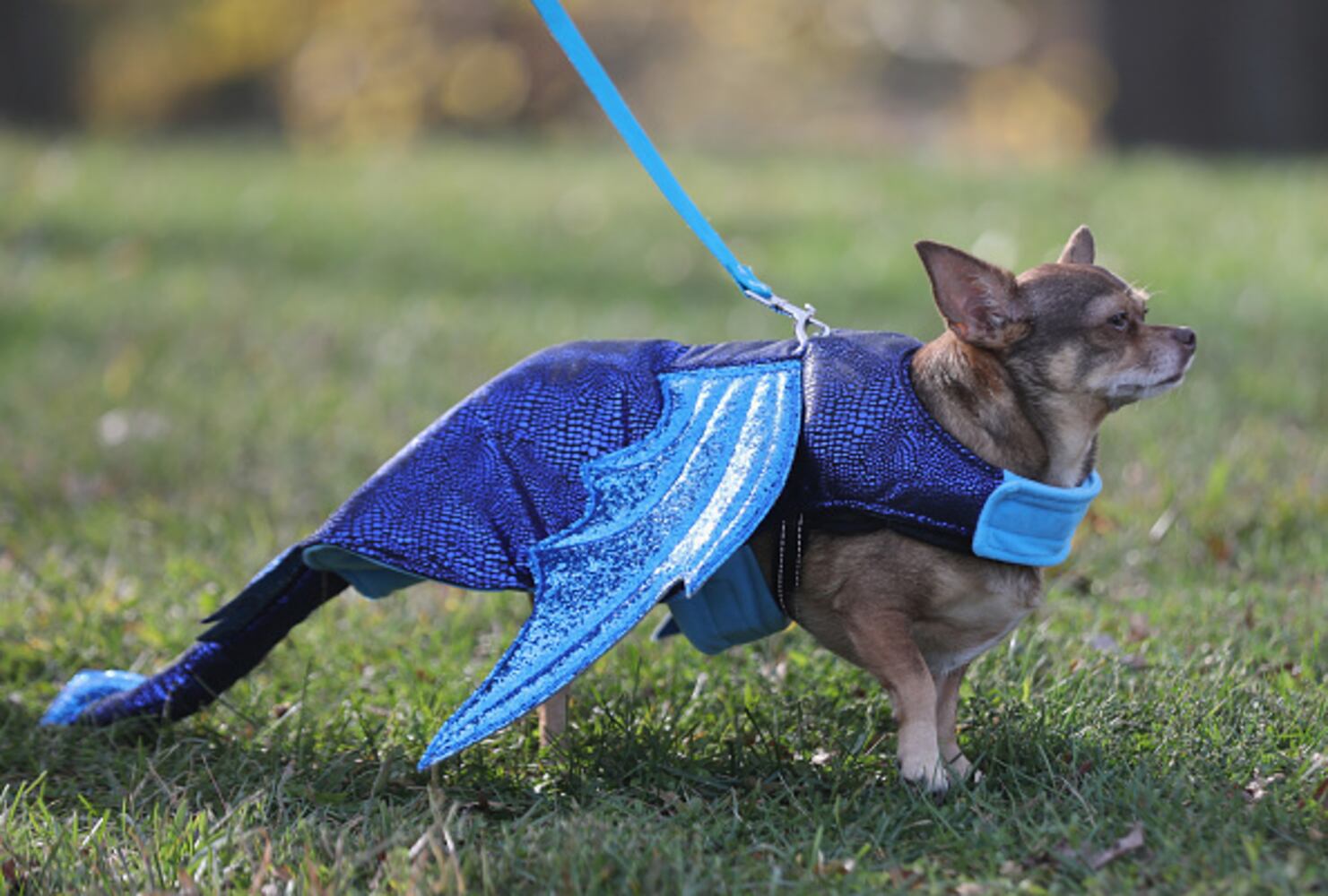 Photos: Dogs put on their HOWLoween best for Barkfest