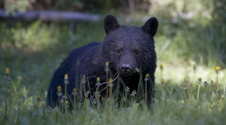 A Canadian man reportedly recorded video a black bear jumping from a deck to a tree that was about 7 feet away. (Not pictured)