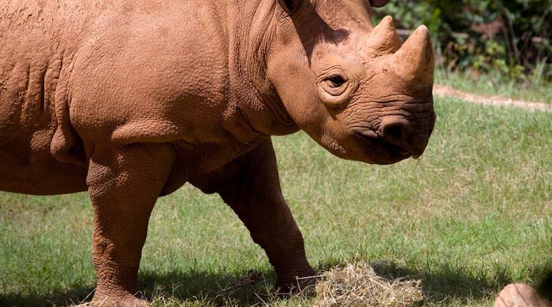 Andazi, a 10-year-old female eastern black rhinoceros shown in this 2010 photo, will move to the Little Rock Zoo in Arkansas March 30.