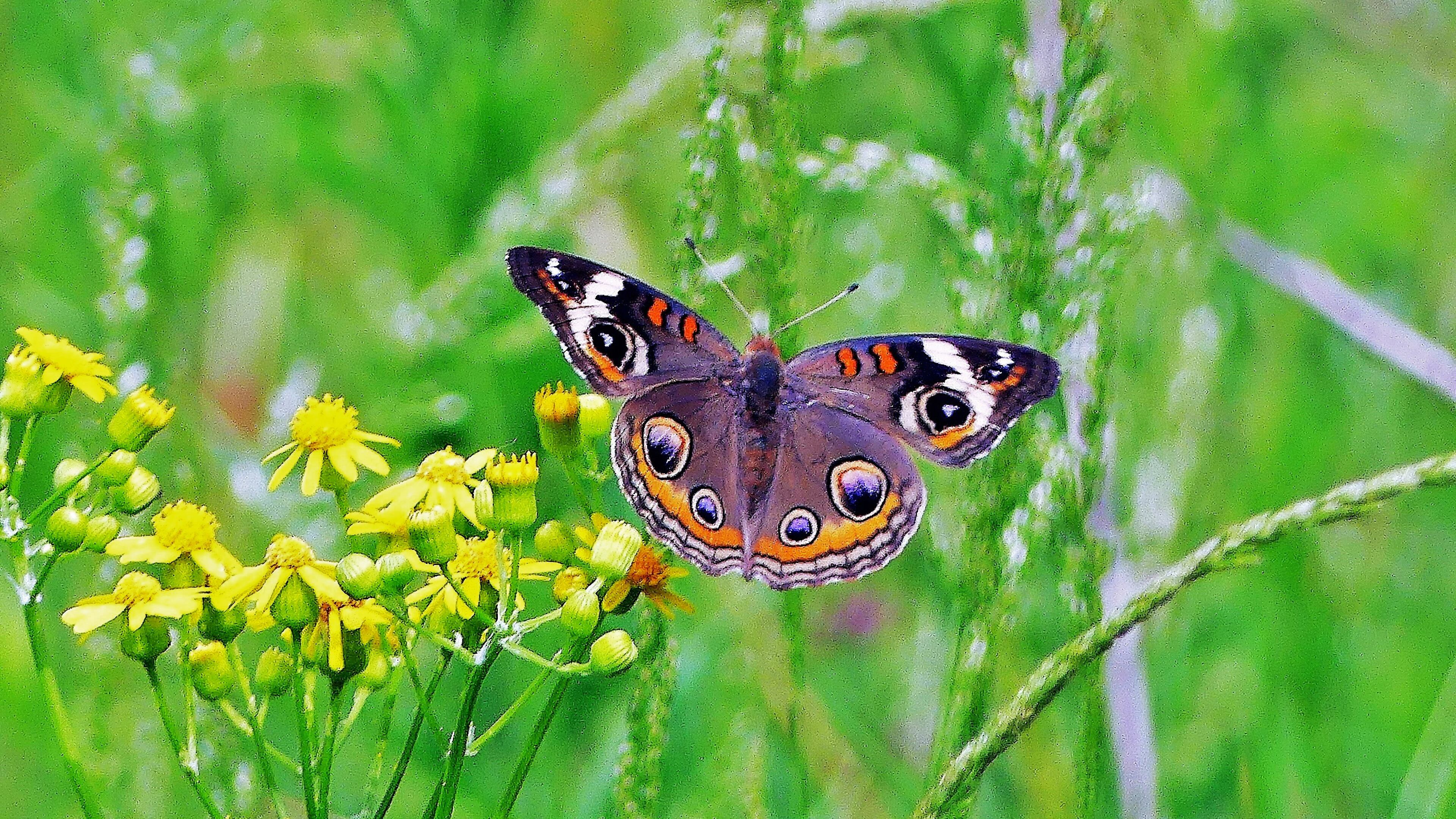 The common buckeye butterfly is widespread in Georgia. All buckeyes sport large, showy eyespots, perhaps making them look like goggle-eyed monsters to potential predators. (Charles Seabrook for the AJC)